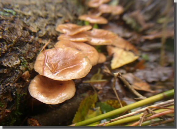 ���̓L�k�����^�P